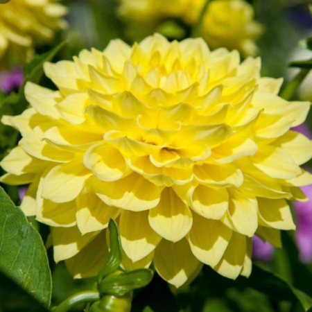  Георгина  Pinto 