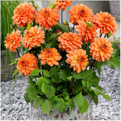  Георгина Summer Flame 