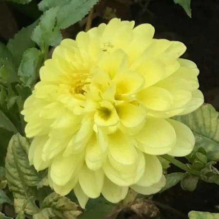 Георгина Sun Lady 