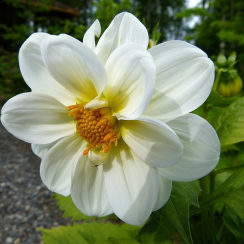  Георгина  Twyning's White Chocolate 