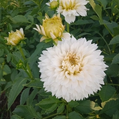  Георгина White Perfection 