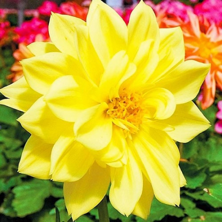  Георгина Yellow Sneezy 