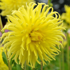  Георгина Yellow Star 