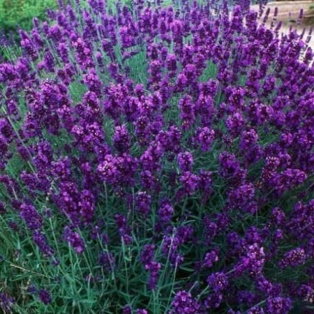 Саженец Лаванда  Dark Hidcote Blue  ЗКС, P9