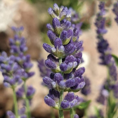 Саджанець Лаванда   Ellagance Purple (Елеганс Пурпл) дворічна ЗКС, 2 л.