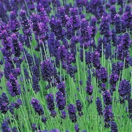 Саженец Лаванда  Lavance Purple  ЗКС, P9