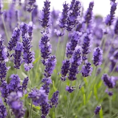 Саженец Лаванда  Аngustifolia (Ангустифолия) двухлетняя ЗКС, 2 л.