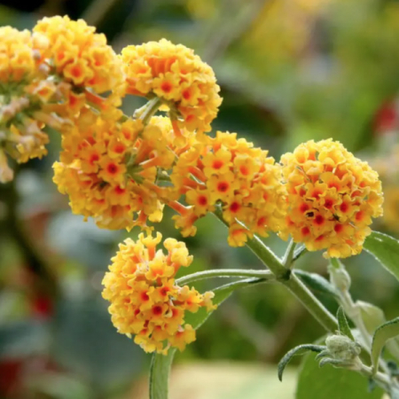 Саженец Буддлея Sungold  ЗКС