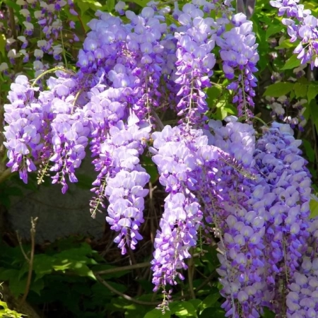 Саженец Глициния китайская Wisteria Sinensis 1 м ОКС, сеянец