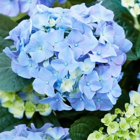 Саженец Гортензия крупнолистная  Early Blue (Эрли Блю) / двухлетняя, ЗКС