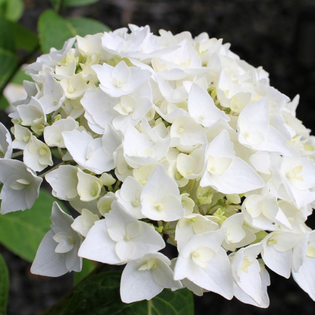 Саженец Гортензия крупнолистная  First White (Фест Вайт) / двухлетняя ЗКС