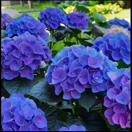 Саженец Гортензия крупнолистная  Jip Blue (Джип Блу) ЗКС