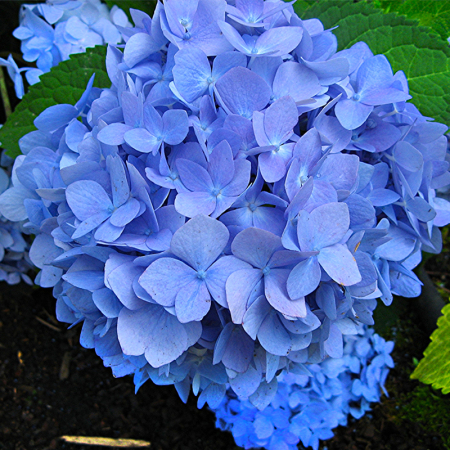 Саженец Гортензия крупнолистная  Marine Blue (Марина Блу) ЗКС
