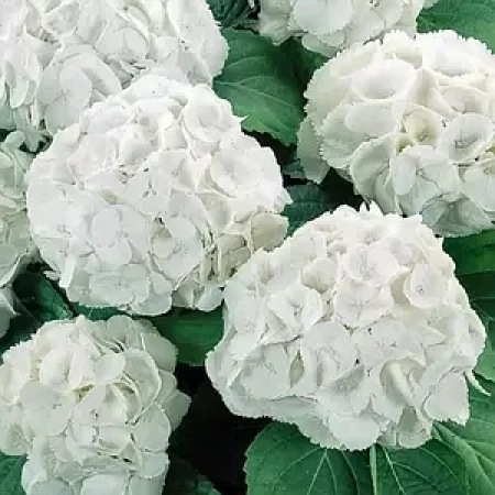 Саженец Гортензия крупнолистная  Сноуболл (Snowball) / двухлетняя ЗКС