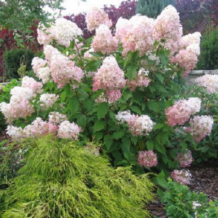 Саженец Гортензия метельчатая   Grandiflora (Грандифлора) / двухлетняя контейнер p9