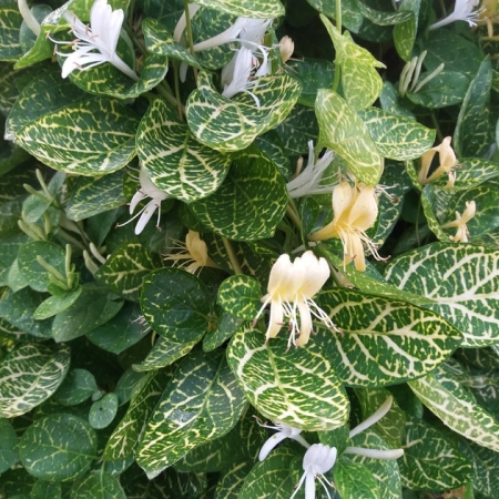 Саджанець Жимолість декоративна японська Aureoreticulata   ( Набір 5 шт. ЗКС )