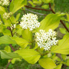 Саженец Дерен Ауреа (Aurea)  p9 H 20 см
