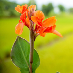  Канна Orange Beauty 