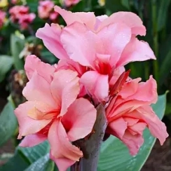  Канна Perkeo 