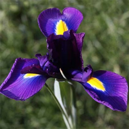 Луковица Ирис Dynamic Duet 2 шт