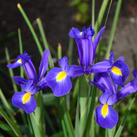Луковица Ирис Hollandica Blue Magic 2 шт 