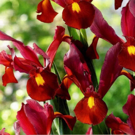 Луковица Ирис Hollandica Red Ember  2 шт