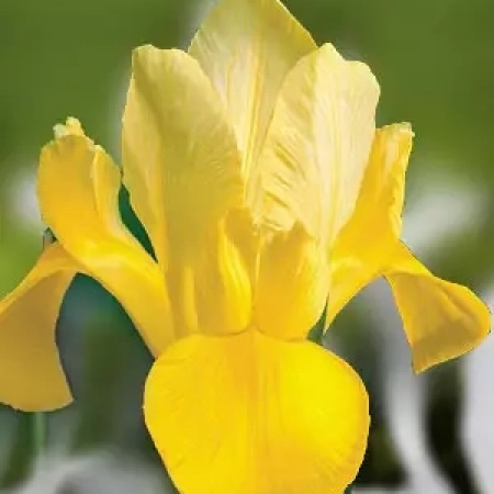 Луковица Ирис Hollandica Yellow 5 шт