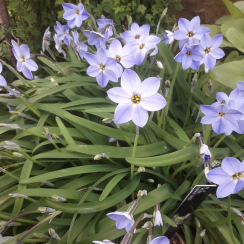 Луковица Калохортус  Ipheion Uniflorum  3 шт