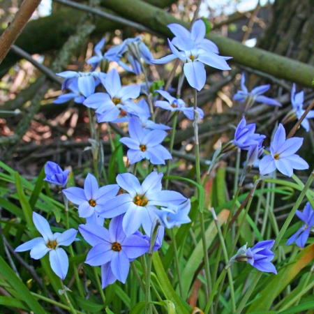 Луковица Калохортус  Ipheion Wisley Blue 3 шт