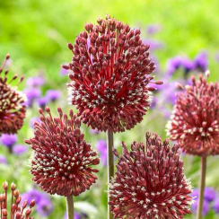 Луковица Аллиум   Red Mohican (Ред Могикан) 1 шт