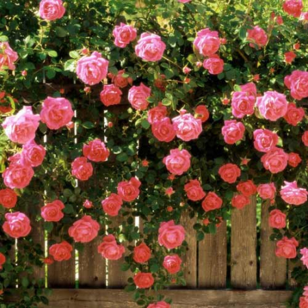Троянда Рожева Перлина (Однорічний, ГКС)