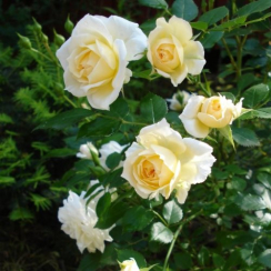 Роза Хонемилк (Однолетний, ОКС)