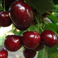 Черешня Саммит (Двухлетний, ОКС)