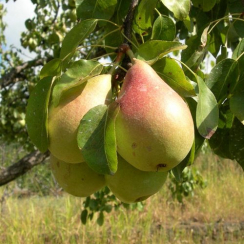 Груша Лесная Красавица (Однолетний, ОКС)