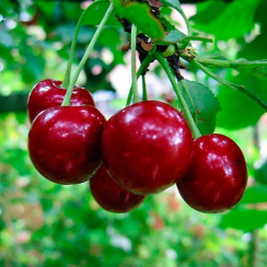 Вишня Ранний Десерт (Трехлетний, ОКС)