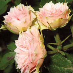 Роза Даниэла (Однолетний, ОКС)