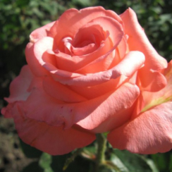 Роза Нобилис (Однолетний, ОКС)