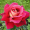 Троянда Кроненбург (Однорічний, ГКС)