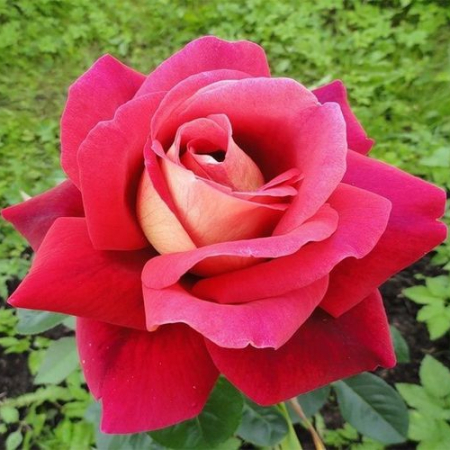 Троянда Кроненбург (Однорічний, ГКС)