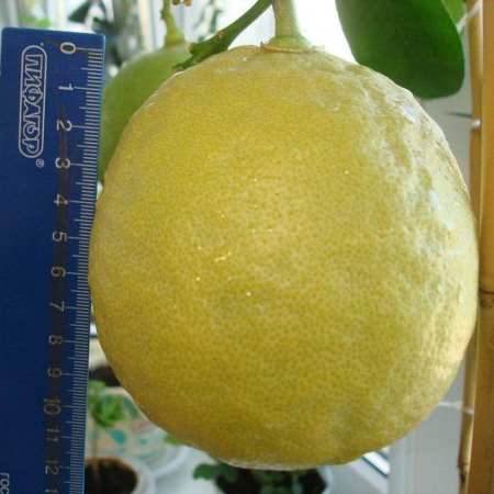 Лимон  Пандероза (20-30 см, ЗКС)