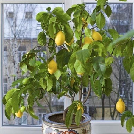 Лимон Новогрузинский (15-25 см, Горшок)