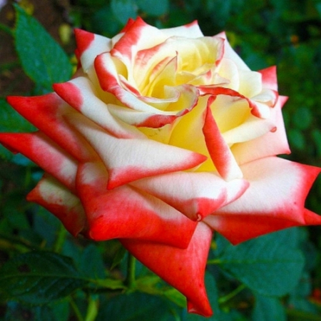 Троянда Імператриця Фарах (Однорічний, ГКС)