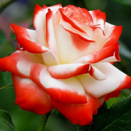 Троянда Імператриця Фарах (Однорічний, ГКС)