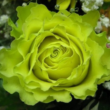 Троянда Зелена Планета (Однорічний, ГКС)