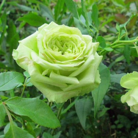 Троянда Зелена Планета (Однорічний, ГКС)