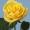 Троянда Жовтий Острів (Однорічний, ГКС)