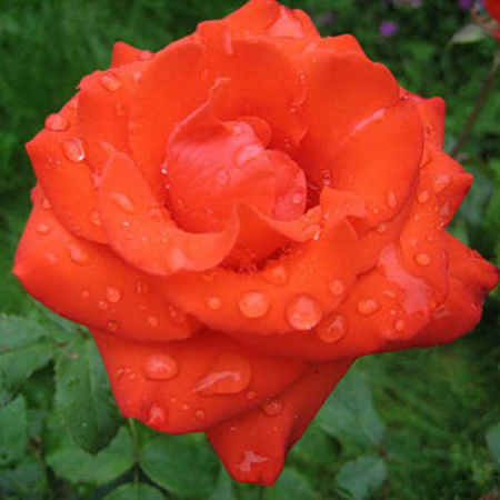 Троянда Анжеліка (Однорічний, ГКС)