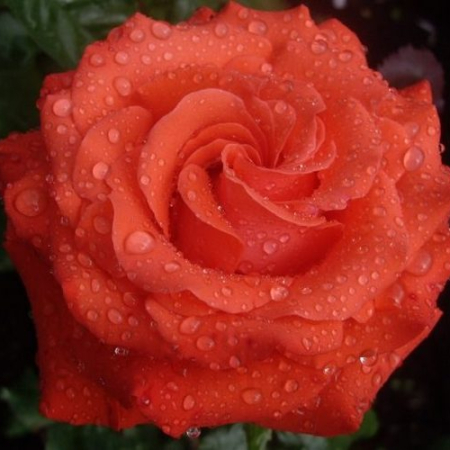 Троянда Анжеліка (Однорічний, ГКС)