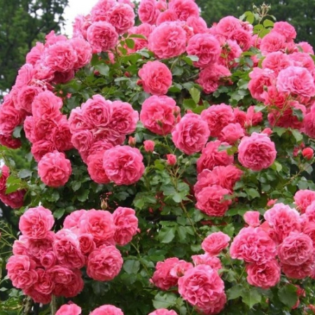 Троянда Рожева (Однорічний, ГКС)