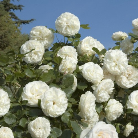 Троянда Біла (Однорічний, ГКС)